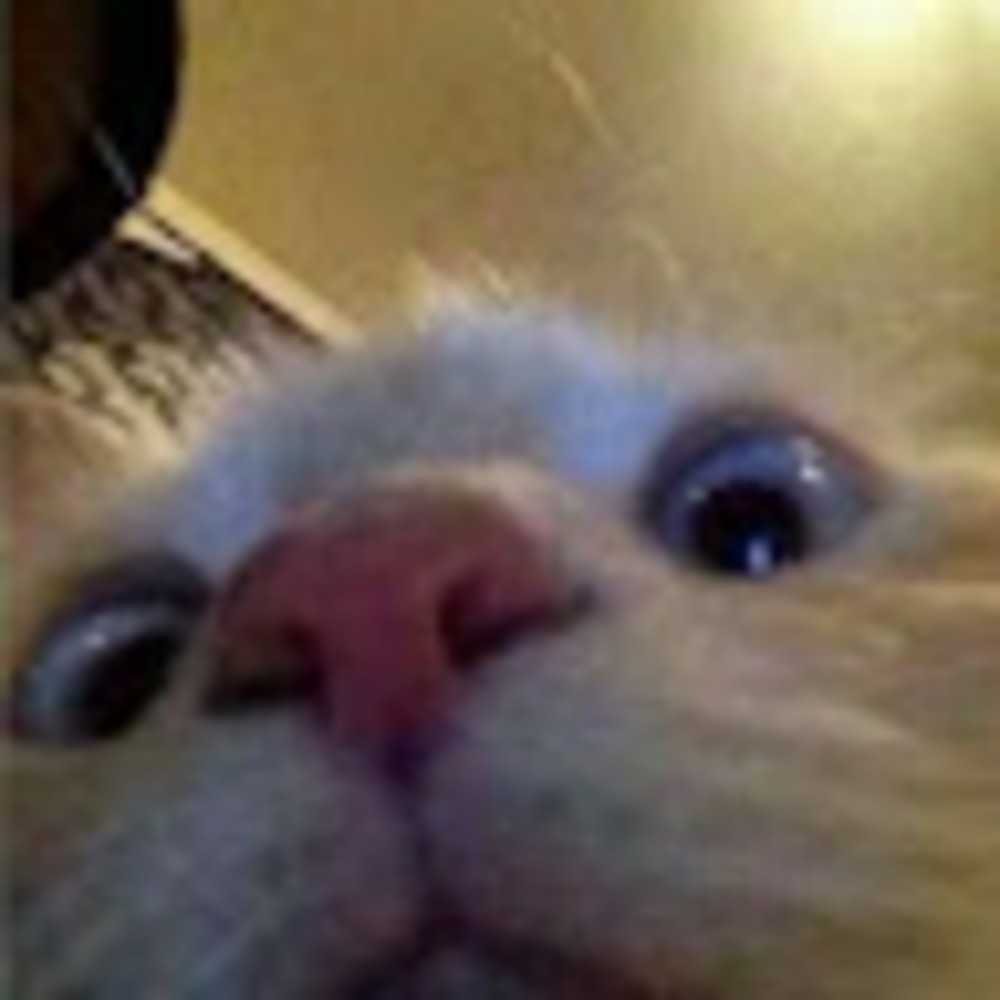 Meet your Posher, Alyssa